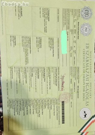 Törzskönyves beagle kiskutyák