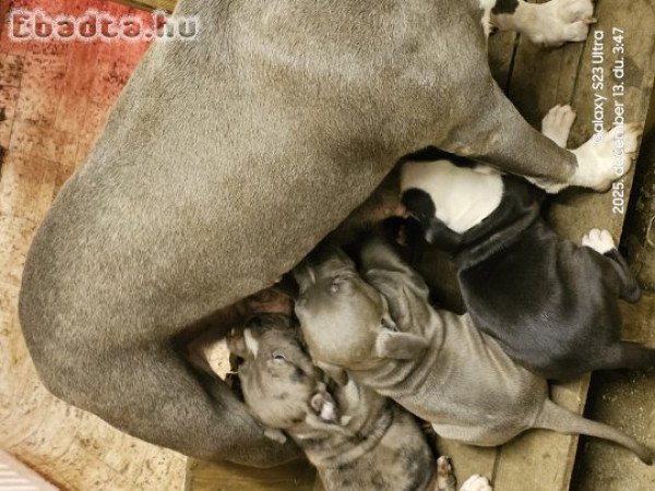 Amstaff staffordshire terrier, kék, merle, fekete