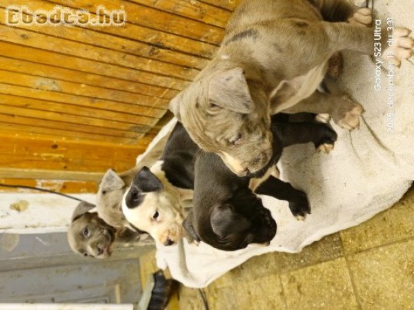 Amstaff staffordshire terrier, kék, merle, fekete