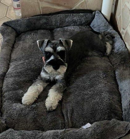 Törpe Schnauzer