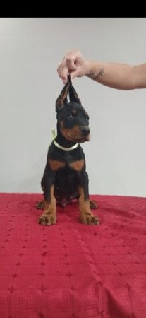 Dobermann