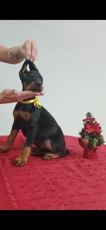 Dobermann