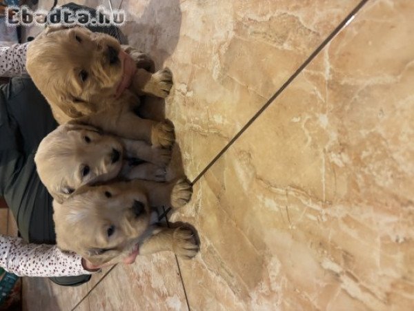 Golden retriever jellegű kiskutyák
