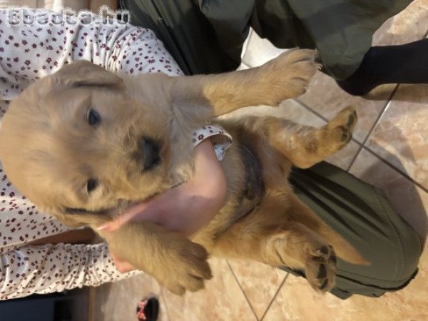 Golden retriever jellegű kiskutyák