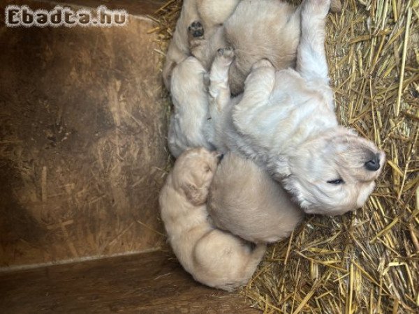 Golden retriever jellegű kiskutyák