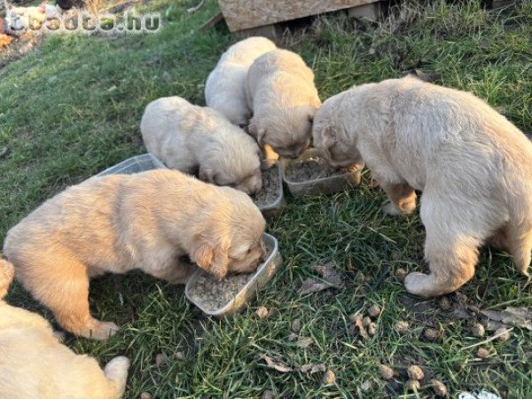 Golden retriever jellegű kiskutyák