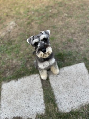 Törpe Schnauzer