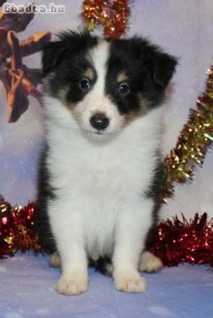 Sheltie (Shetlandi juhász) kan kiskutya eladó