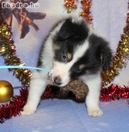 Sheltie (Shetlandi juhász) kan kiskutya eladó