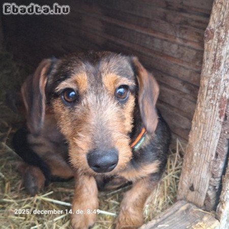 Fél éves drótszőrű tacskó kan kölyök