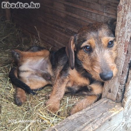 Fél éves drótszőrű tacskó kan kölyök