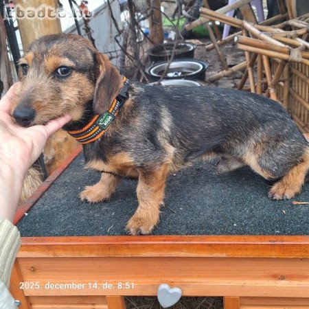 Fél éves drótszőrű tacskó kan kölyök