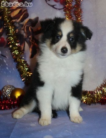 Sheltie (Shetlandi juhász) szuka eladó