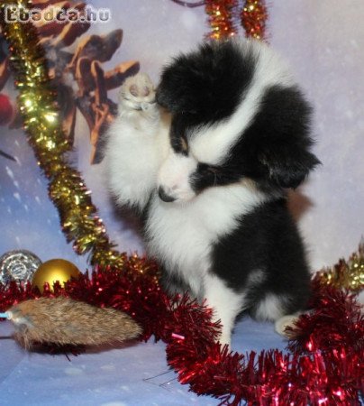 Sheltie (Shetlandi juhász) szuka eladó