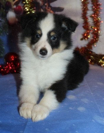 Sheltie (Shetland sheepdog)