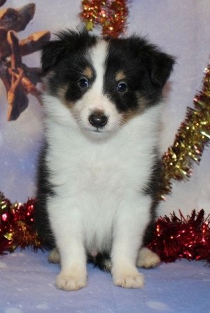 Sheltie (Shetland sheepdog)