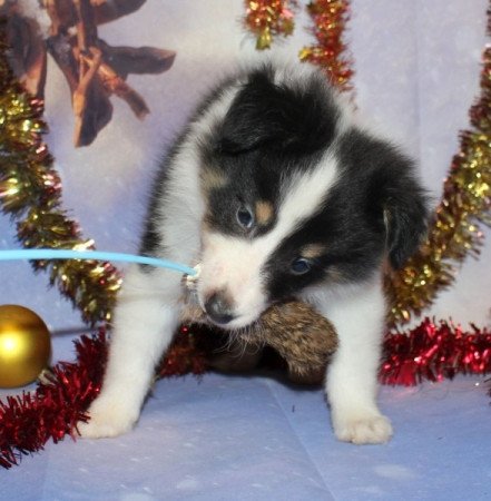 Sheltie (Shetland sheepdog)