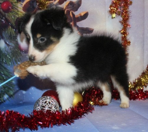 Sheltie (Shetland sheepdog)