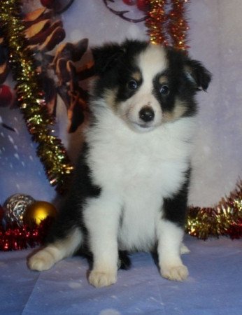 Sheltie (Shetland sheepdog)