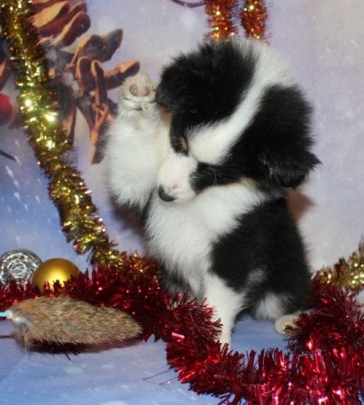 Sheltie (Shetland sheepdog)