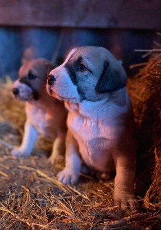 Közép Ázsiai Juhász kutya