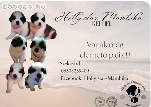 Családbarát Bernáthegyi tenyészetböl Bernáthegyik