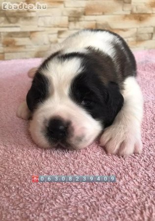 Családbarát Bernáthegyi tenyészetböl Bernáthegyik