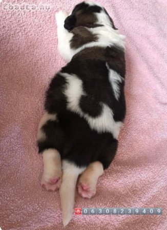 Családbarát Bernáthegyi tenyészetböl Bernáthegyik