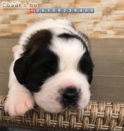 Családbarát Bernáthegyi tenyészetböl Bernáthegyik