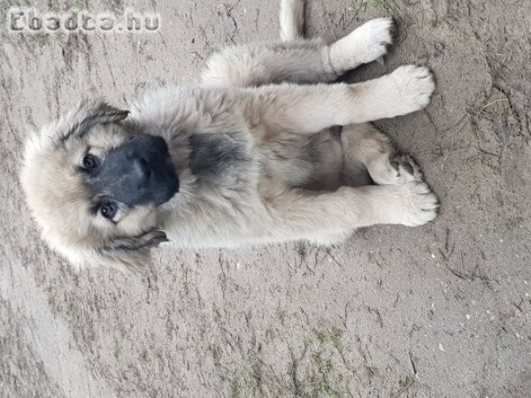 3 hónapos Sarplaninai fajtatiszta kiskutya eladó