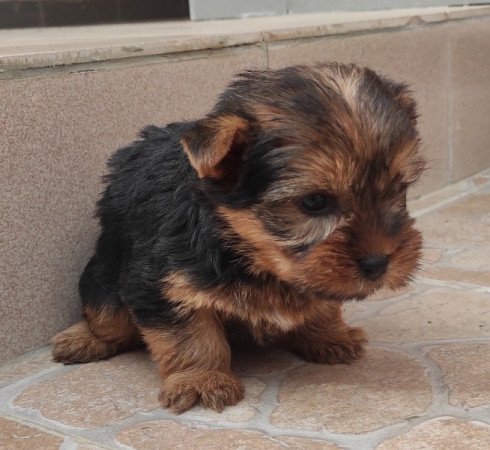 Yorkshire terrier