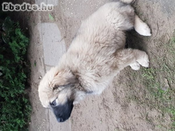 3 hónapos Sarplaninai fajtatiszta kiskutya eladó