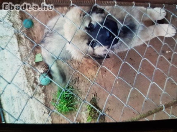 3 hónapos Sarplaninai fajtatiszta kiskutya eladó