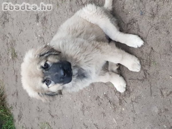 3 hónapos Sarplaninai fajtatiszta kiskutya eladó