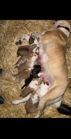 Közép Ázsiai Juhász kutya