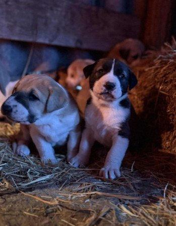 Közép Ázsiai Juhász kutya