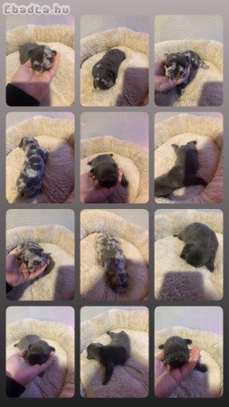 Francia bulldog kiskutyák