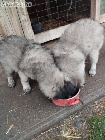 Sarplaninac jellegű babyk keresnek szerető gazdit.