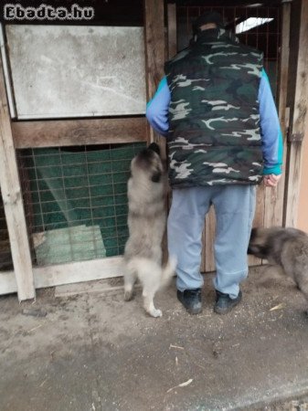 Sarplaninac jellegű babyk keresnek szerető gazdit.