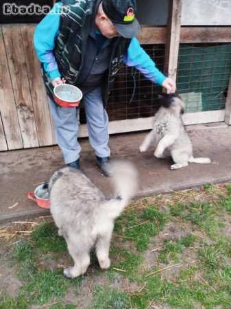 Sarplaninac jellegű babyk keresnek szerető gazdit.