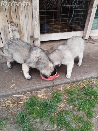 Sarplaninac jellegű babyk keresnek szerető gazdit.
