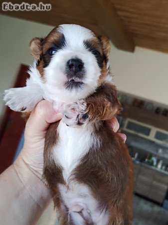 Bichon havanese