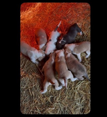 Közép Ázsiai Juhász kutya