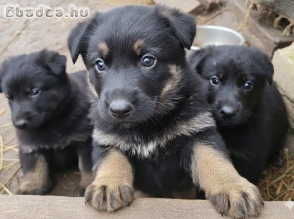 Munka vonalu német juhász