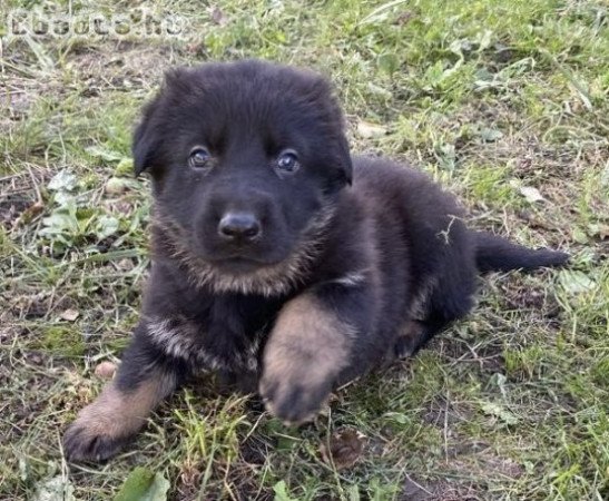 Munka vonalu német juhász