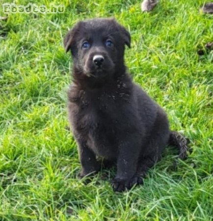 Munka vonalu német juhász