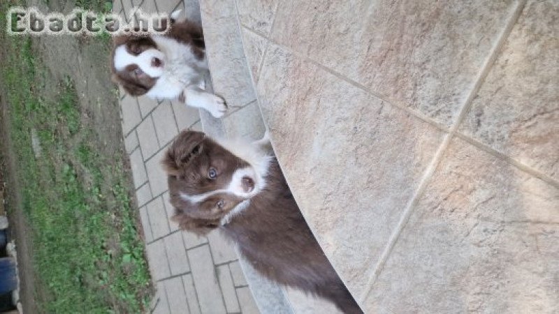 Border collie kiskutyák