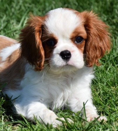 Cavalier King Charles Spániel