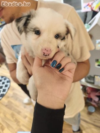 Tündéri Border Collie kiskutyák eladók!