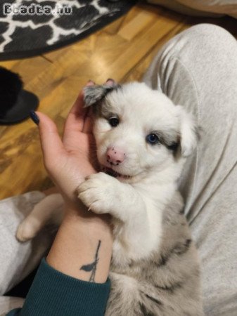 Tündéri Border Collie kiskutyák eladók!